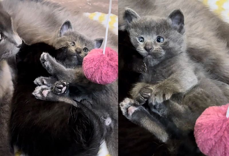 gray snuggly kittens