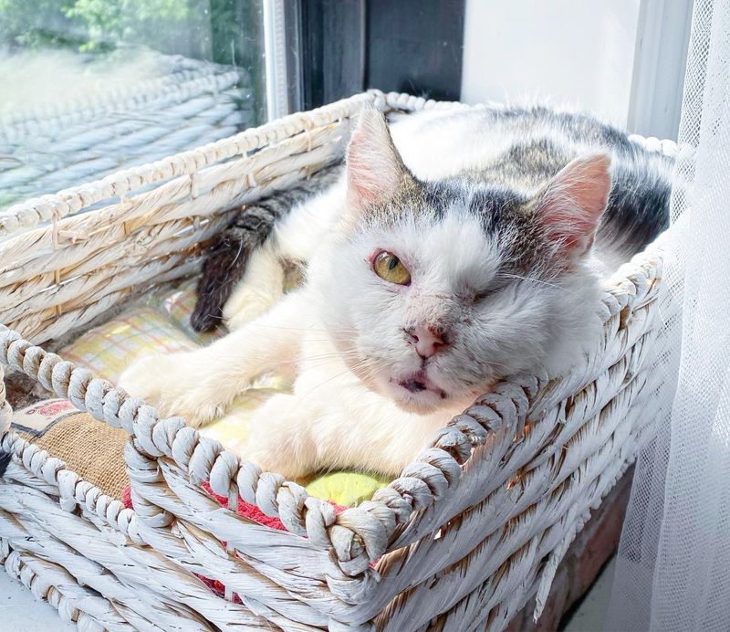 one eyed cat sunbathing