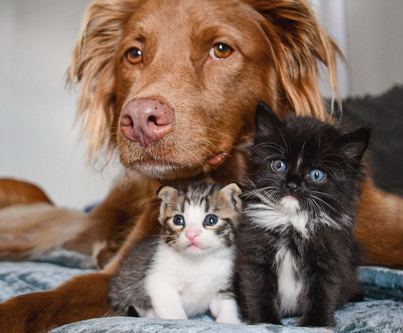 kittens dog snuggles