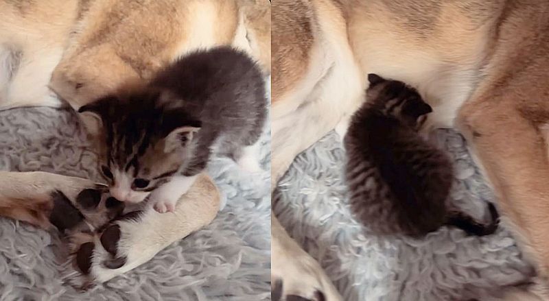 tabby kitten nursing dog