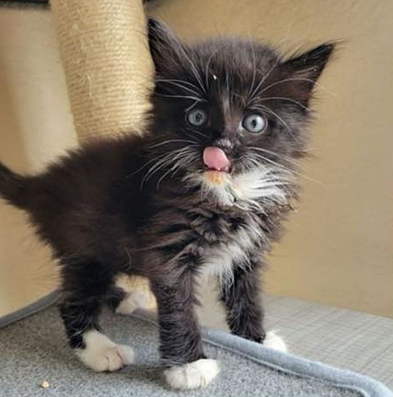 tuxedo fluffy kitten