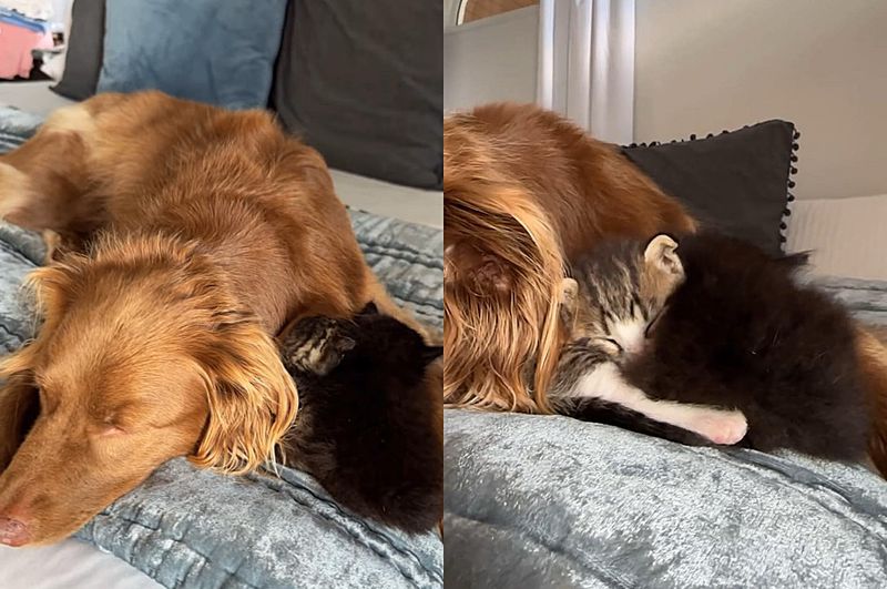 kittens snuggling sleeping dog