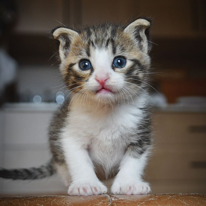 tabby kitten curled ears