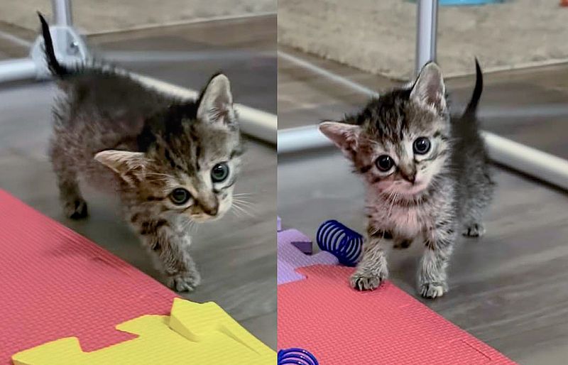 tabby kitten head tilt