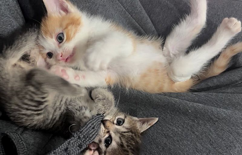 lap cats snuggly kittens