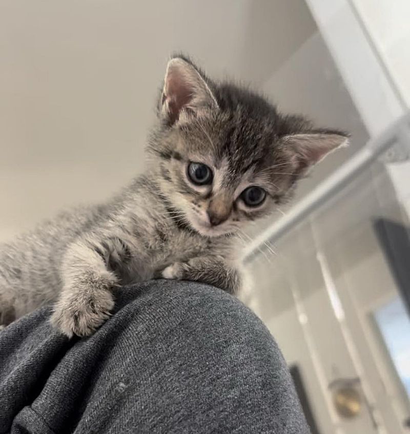 tabby kitten lap cat