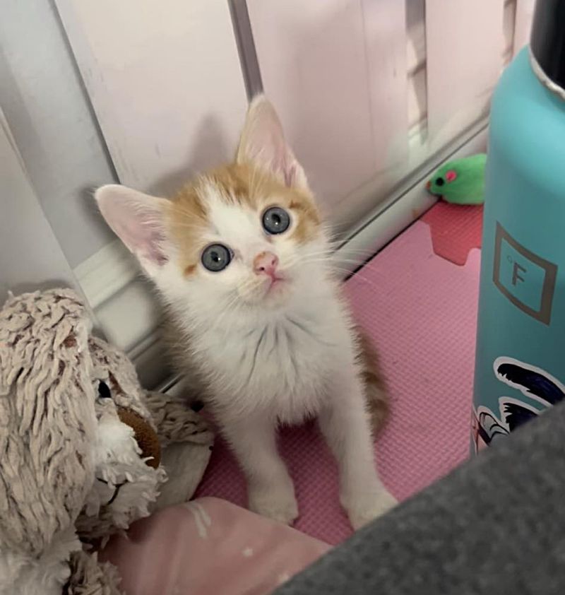 sweet cute kitten big eyes