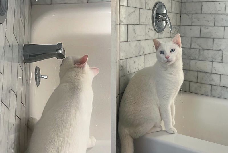 white cat bathroom water