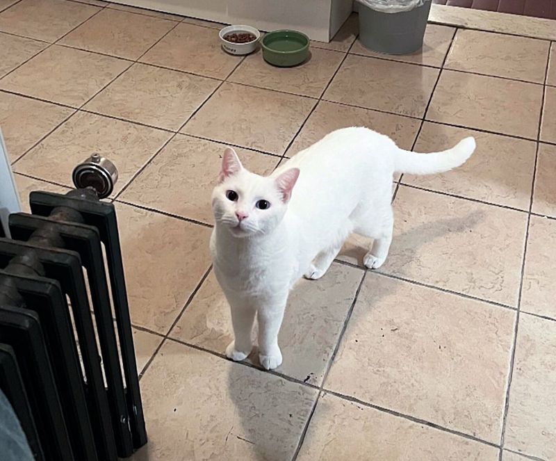 cat greeting home