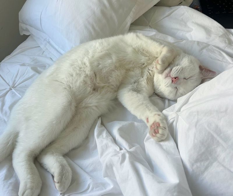 sleeping happy white cat