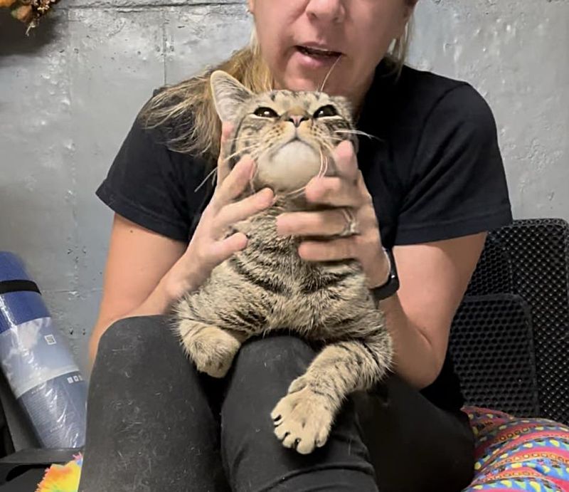 happy tabby lap cat