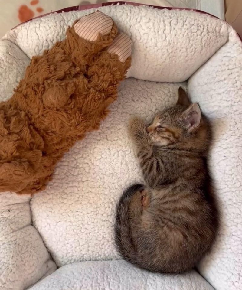 sleeping tabby kitten