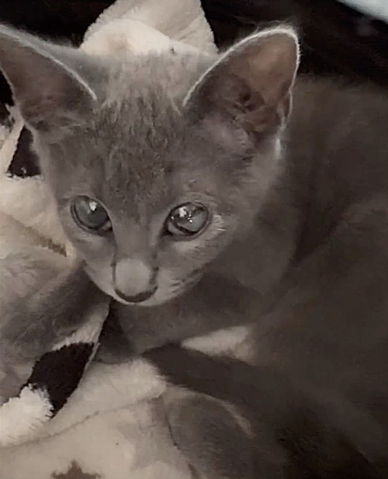 gray blind kitten