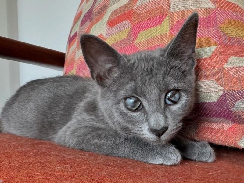 blind gray kitten