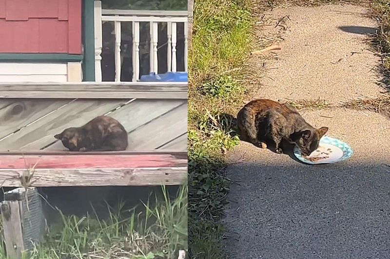 stray tortie cat