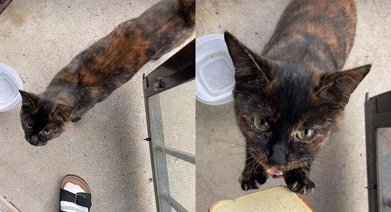 stray tortie cat demanding food