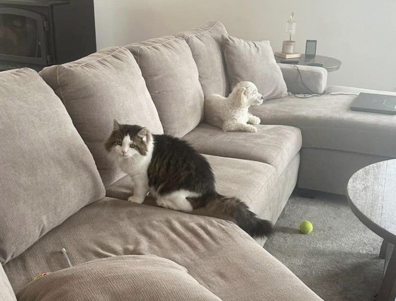 cat dog friends couch