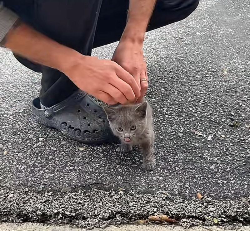 stray kitten driveway