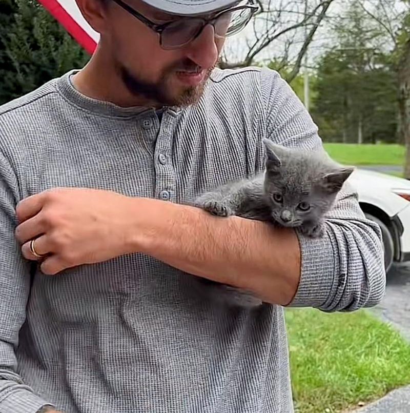 stray kitten snuggling arms