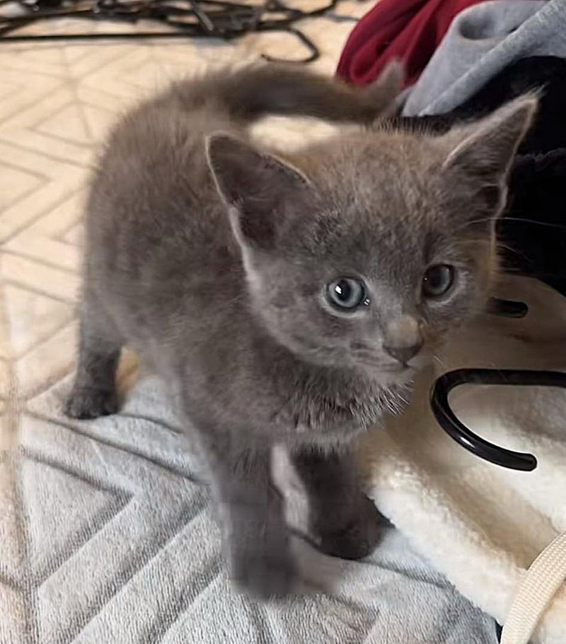 gray kitten sweet