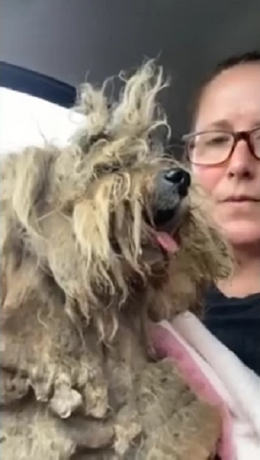 matted dog and woman