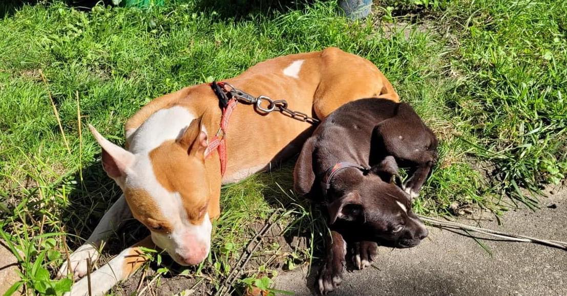 mom dog is lying next to her puppy