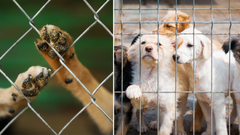 Why Some Dogs Are Spared While Others Are Euthanized — The Cold Reality of Overcrowded Shelters