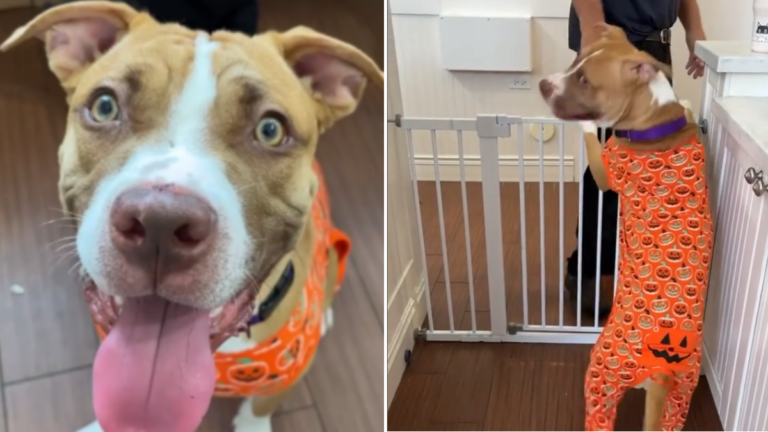 Pajama-Loving Pit Bull Longs for a Forever Home After Hurricane Milton Evacuation