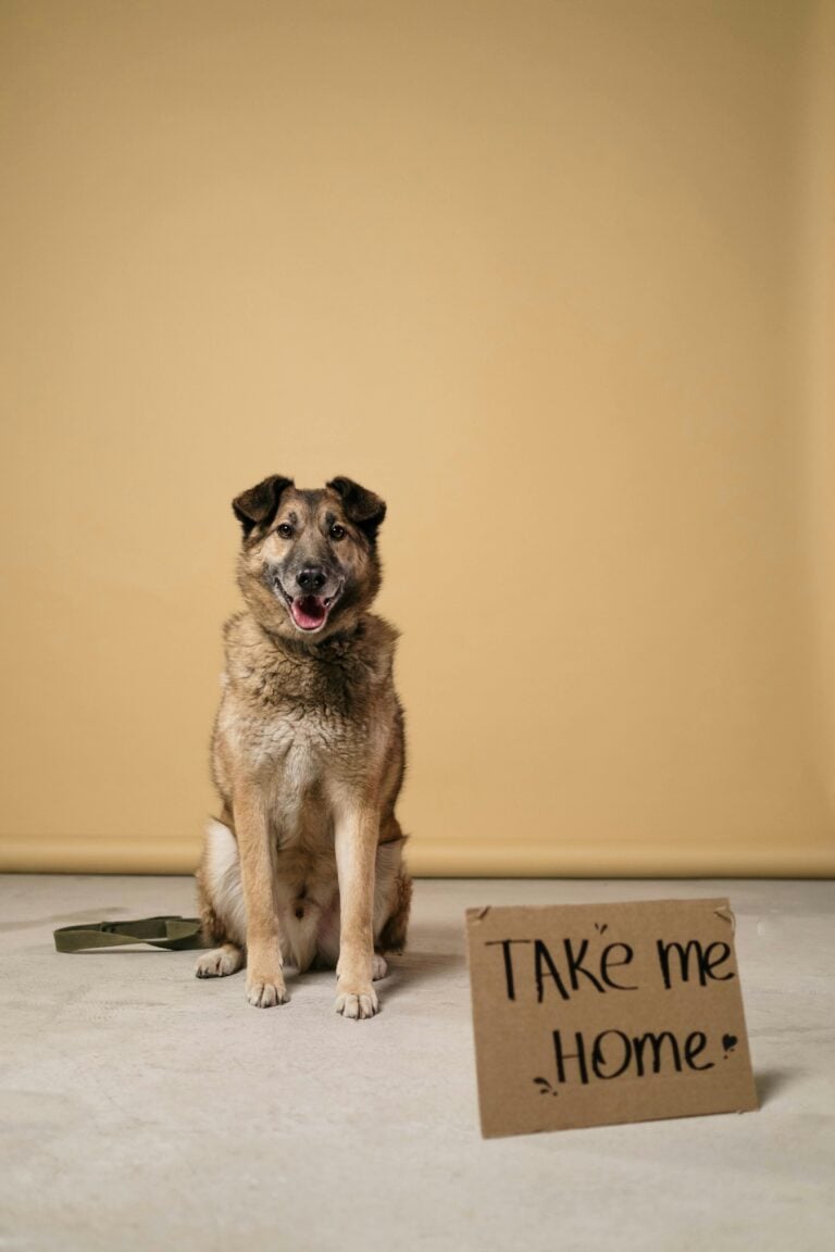 Dog with 'adopt me' sign