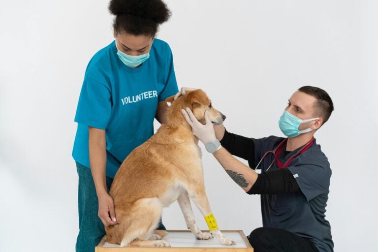 Veterinarian