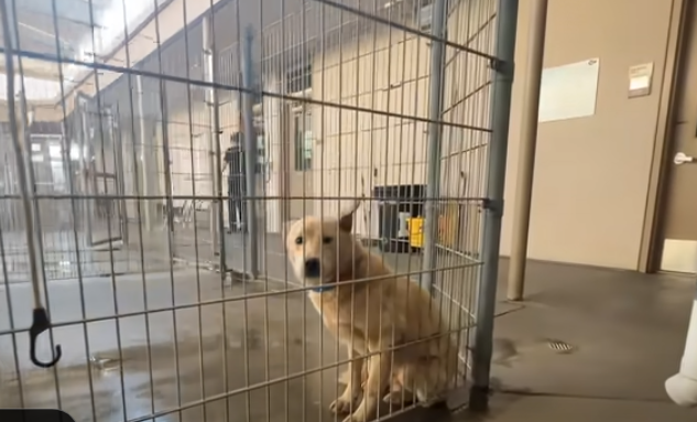 Tears of Joy: Watch the Moment a Traumatized Dog Leaves the Shelter for a Fresh Start